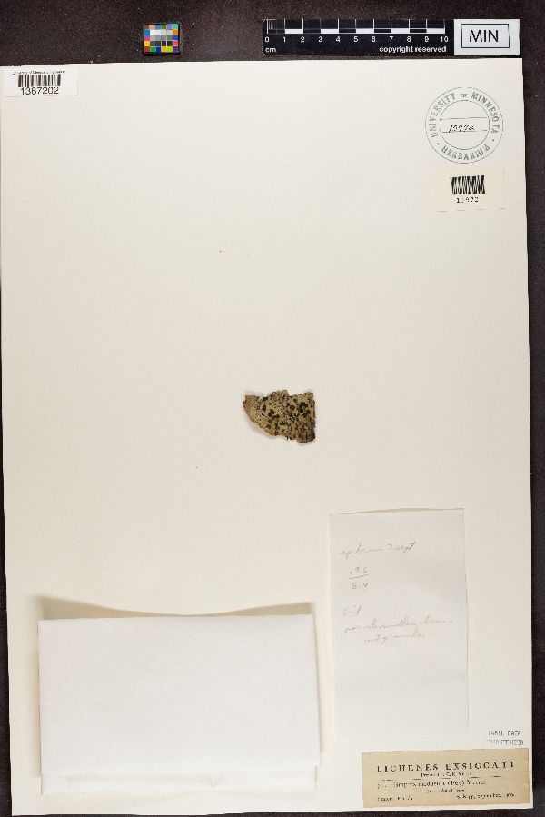 Sarcographa medusula image