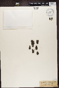 Tuckermanella fendleri image