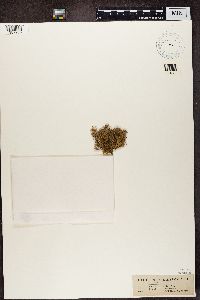 Ramalina farinacea image