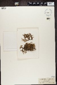 Evernia prunastri image