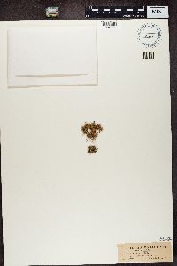 Ramalina intermedia image