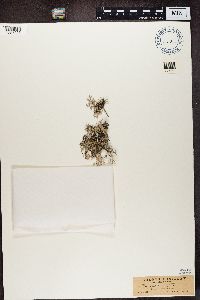 Evernia furfuracea image