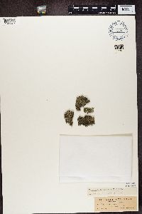 Arctoparmelia centrifuga image