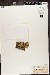 Cetrelia olivetorum image