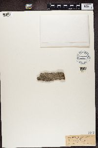 Arthonia atra image