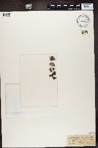 Physcia caesia image