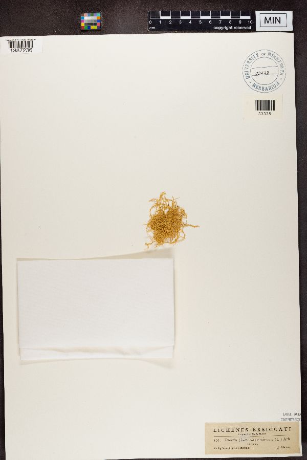 Evernia divaricata image