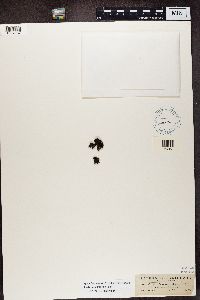 Kaernefeltia californica image