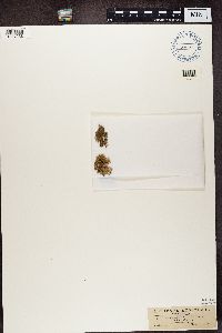 Ramalina dilacerata image