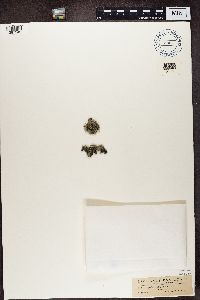 Physcia tenella image