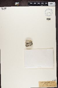 Myriolecis hagenii image