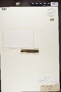 Lecanora symmicta image