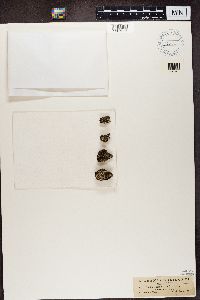 Cladonia caespiticia image