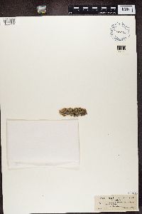 Brigantiaea leucoxantha image