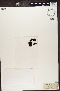 Umbilicaria hyperborea image