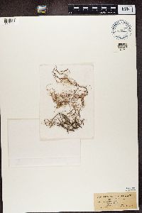 Usnea ceratina image