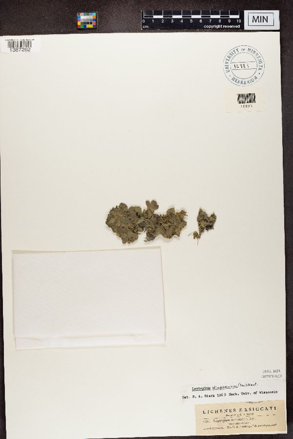 Leptogium foveolatum image