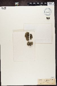 Pyxine sorediata image