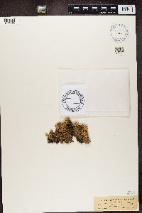 Platismatia glauca image