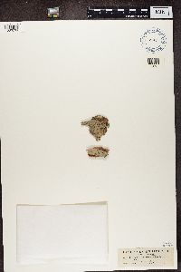 Microthelia biformis image