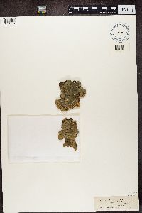 Lobaria scrobiculata image