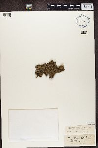 Parmelia saxatilis image