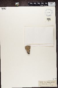 Diploschistes scruposus image