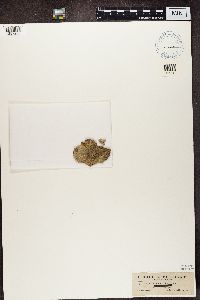 Lecanora allophana image