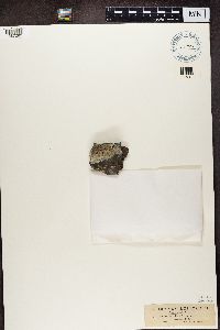 Lecidea lapicida image