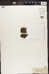 Candelariella vitellina image