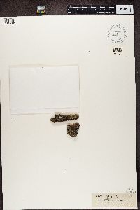 Buellia parasema image