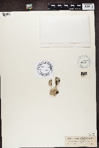 Lecania erysibe image