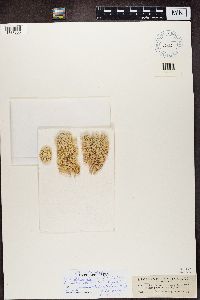 Media resource of Cladonia stellaris