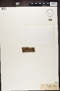 Bacidia rubella image