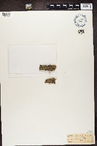 Lecidea varians image