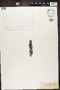 Myriangium duriaei image