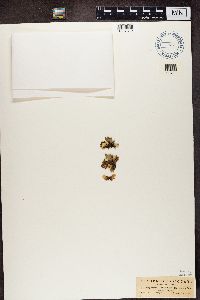 Nephroma laevigatum image