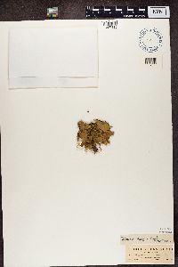 Peltigera canina image