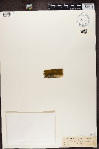 Candelariella vitellina image