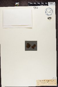 Protopannaria pezizoides image