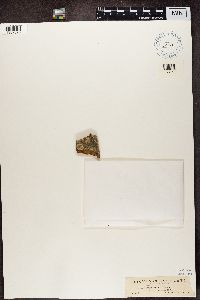 Amandinea punctata image