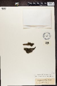 Thumbnail image of current specimen