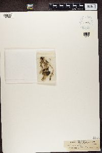 Cladonia verticillata image