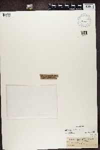 Lecanora symmicta image