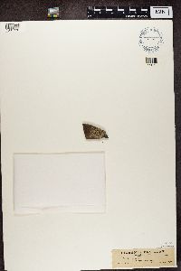 Lecidea lactea image