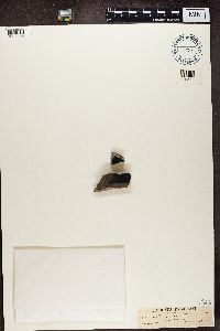 Verrucaria maura image