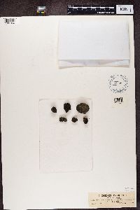 Vahliella leucophaea image