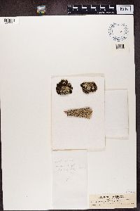 Media resource of Pyxine sorediata