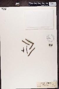 Bacidia laurocerasi image