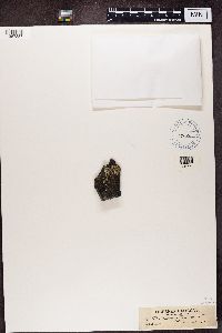 Rhizocarpon petraeum image